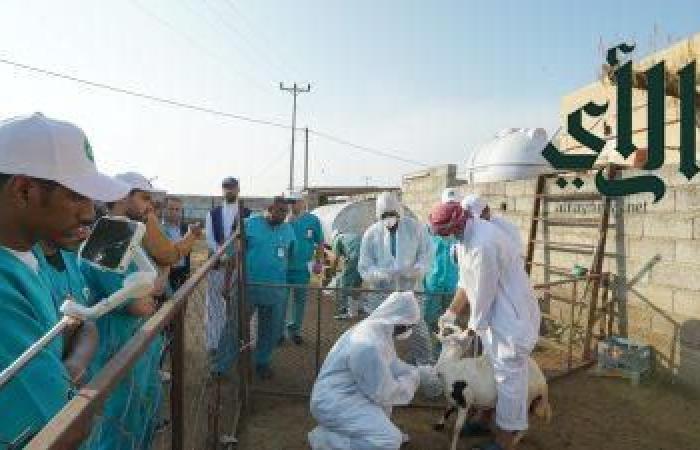 وقاء جازان ينفذ ورشة عمل عن تجربة المحاكاة في تفشي مرض حمى الوادي المتصدع