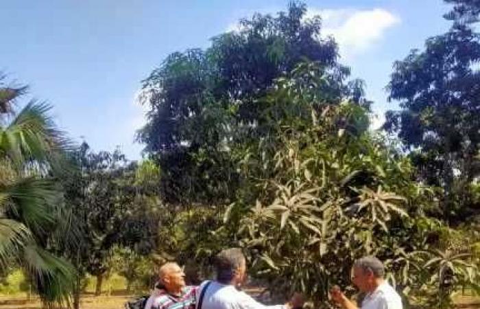 الزراعة تقدم الدعم الفني والإرشادي لمزارعي البساتين بمحافظة الغربية