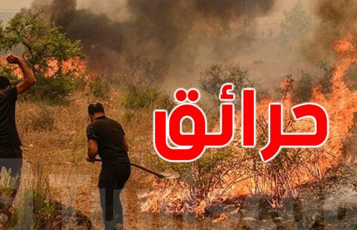 تونس : حرائق الغابات تتراجع في صائفة 2024