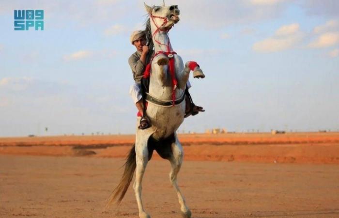 ركوب الخيل ورعايتها.. موروث شعبي يستهوي أهالي طريف