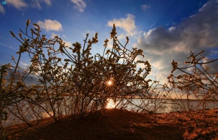 "الخباري".. مناظر بديعة في براري رفحاء