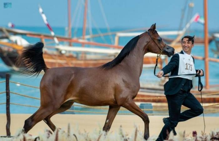 الرياض تستضيف الجولة النهائية من جولات الجياد العربية