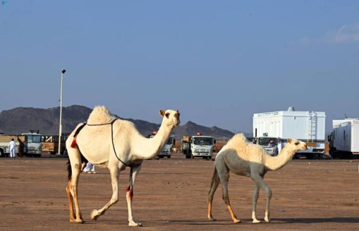 حضور كثيف وفعاليات متواصلة لمزاد المدينة المنورة الأول للإبل بالحناكية