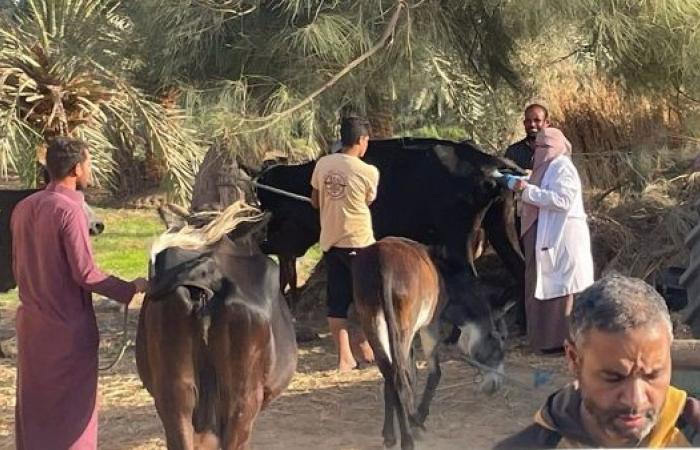 جامعة القاهرة تُطلق قافلة تنموية شاملة لخدمة أهالي الواحات البحرية