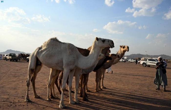 حضور كثيف وفعاليات متواصلة لمزاد المدينة المنورة الأول للإبل بالحناكية