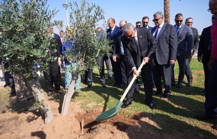 رئيس الرقابة المالية يطلق مع اتحاد التأمين مبادرة زرع الأشجار بشرم الشيخ.. صور