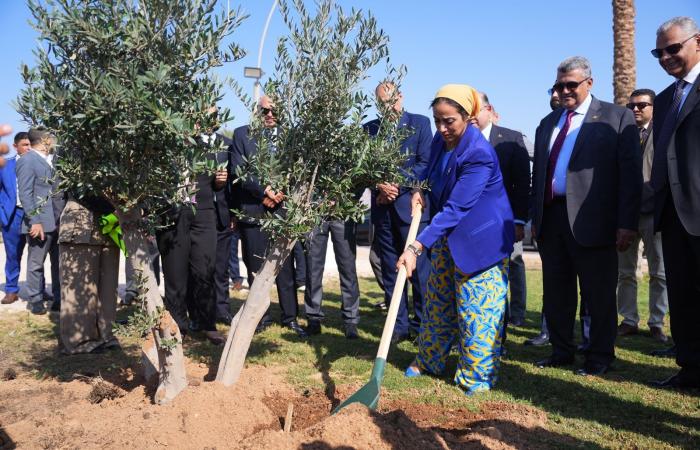 رئيس الرقابة المالية يطلق مع اتحاد التأمين مبادرة زرع الأشجار بشرم الشيخ.. صور