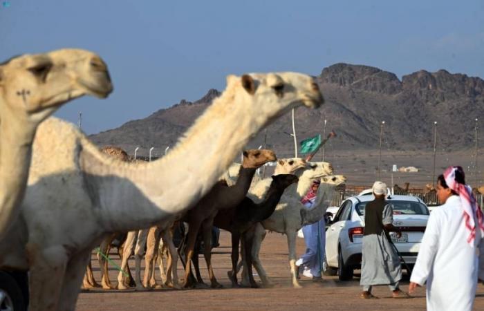 حضور كثيف وفعاليات متواصلة لمزاد المدينة المنورة الأول للإبل بالحناكية