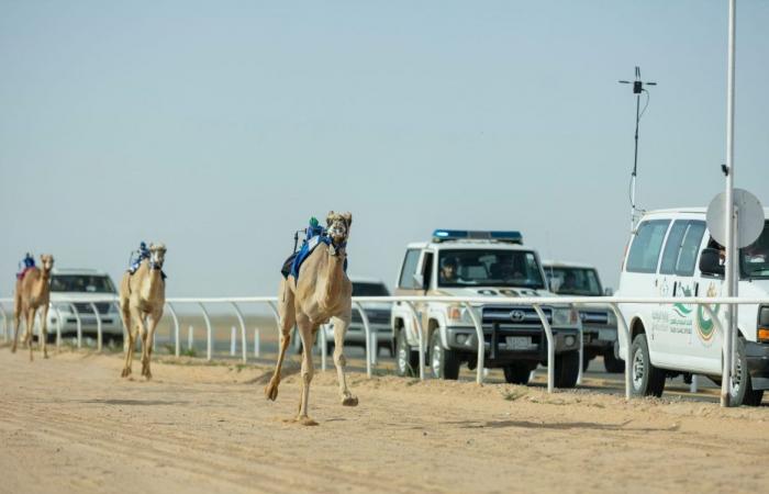 ميدان حفر الباطن يحتضن سباق الهجن تزامنًا مع كأس نادي الصقور السعودي