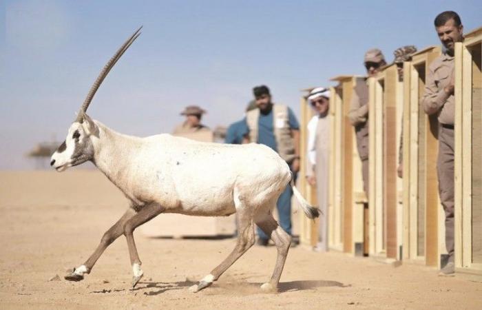 استعادة التنوع الأحيائي في محمية الأمير محمد بن سلمان