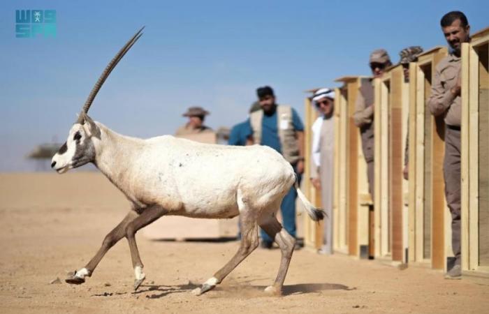 "الحياة الفطرية" تطلق 80 كائنًا فطريًا مهددًا بالانقراض