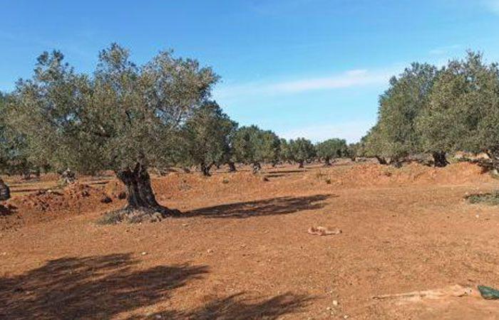 قضية هنشير الشعال ...إيداع وزير الفلاحة الأسبق سمير بالطيب .. السجن