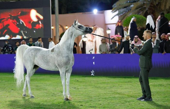 20 حكمًا في جولة الرياض للجياد العربية