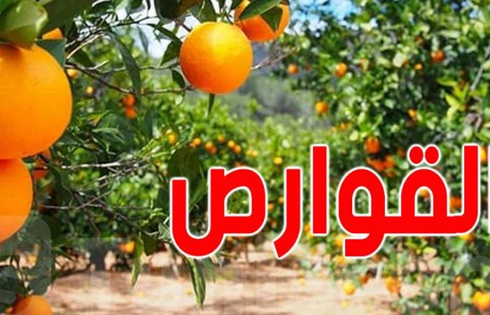 نابل: ذبابة متوسطيّة تفتك بالقوارص