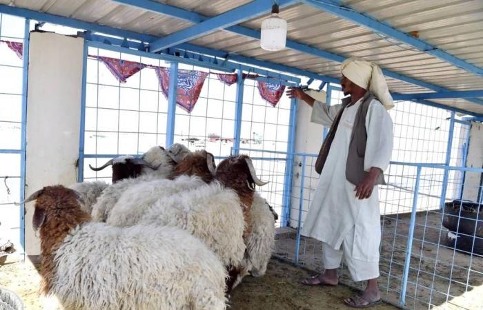 «البلديات»: إنشاء أسواق النفع العام خارج النطاق العمراني