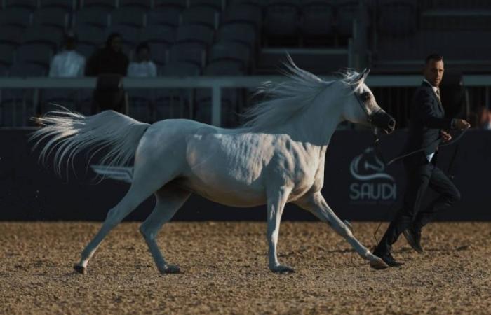 جولات الجياد العربية: جولة الرياض علامة فارقة في عالم عروض الخيل العربية الأصيلة