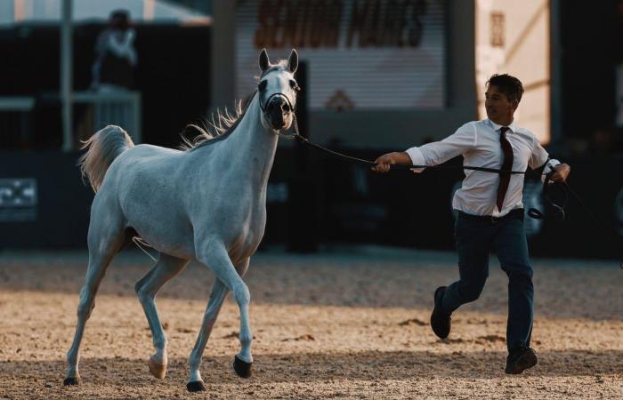 جولات الجياد العربية: جولة الرياض علامة فارقة في عالم عروض الخيل العربية الأصيلة