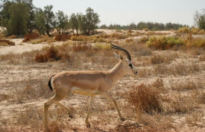 سعود بن طلال يرعى حفل إطلاق عدد من الكائنات الفطرية في متنزه الأحساء الوطني