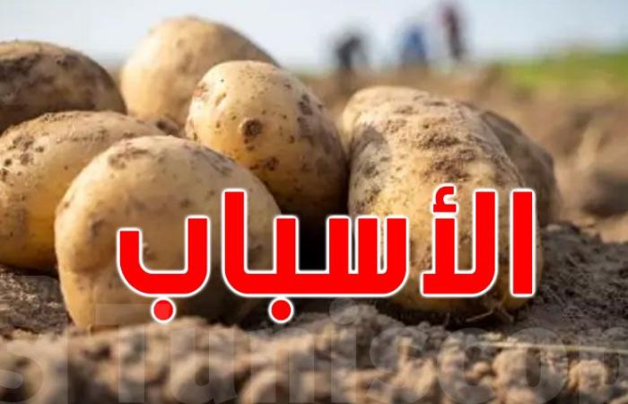 وزير التجارة: قد نستورد البطاطا