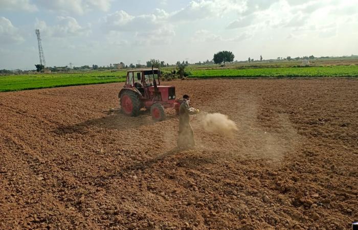 زراعة محصول القمح بـ"السطارة" بالبحيرة.. المزراعون: توفر التقاوي وتساهم في زيادة الإنتاجية