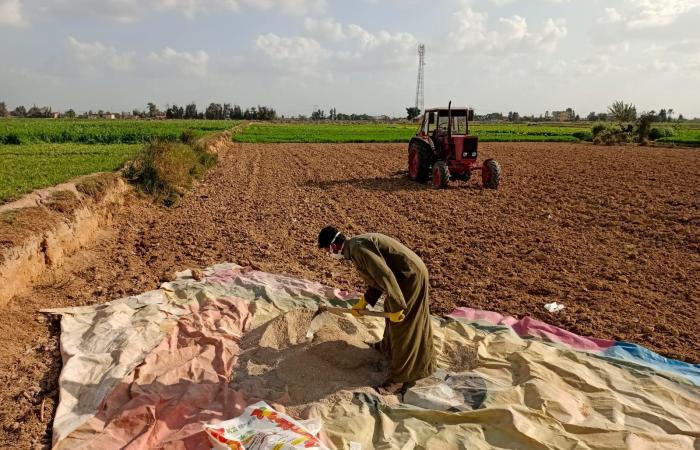 زراعة محصول القمح بـ"السطارة" بالبحيرة.. المزراعون: توفر التقاوي وتساهم في زيادة الإنتاجية