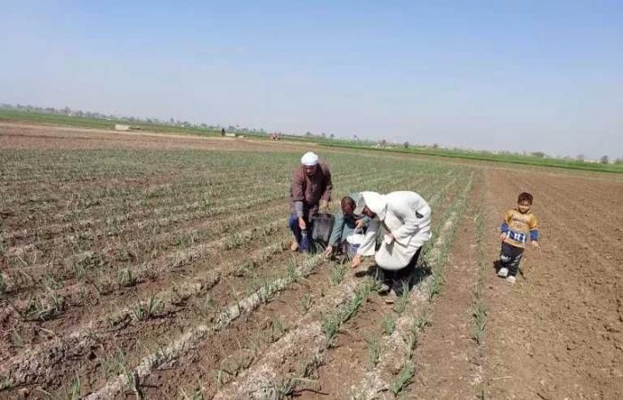 الإرشاد الزراعي تنظم 150 ندوة إرشادية وحقلية في جميع المحافظات خلال ديسمبر