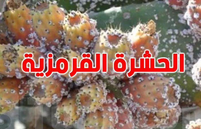 لمكافحة آفتي سوسة النخيل الحمراء والحشرة القرمزية .. وزارة الفلاحة تقرّ عدة إجراءات