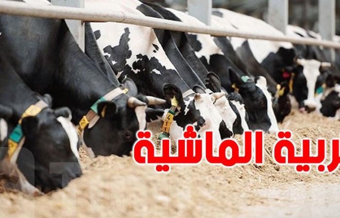 الحكومة التونسية تتخذ هذه الإجراءات لدعم مربّي الماشية