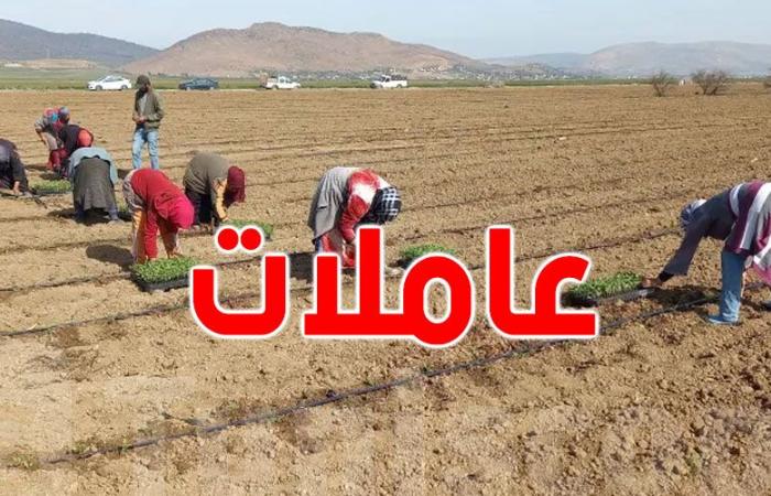 عاجل : تمديد الإعفاء الضريبي لعاملات الفلاحة في تونس