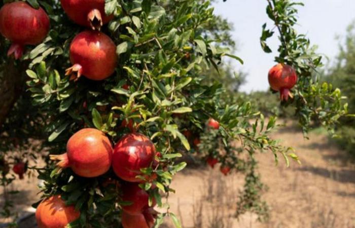 نابل: الرمان الخلادي يحتلّ المرتبة الأولى وطنيًّا بإنتاج يُقدّر ب20 ألف طن