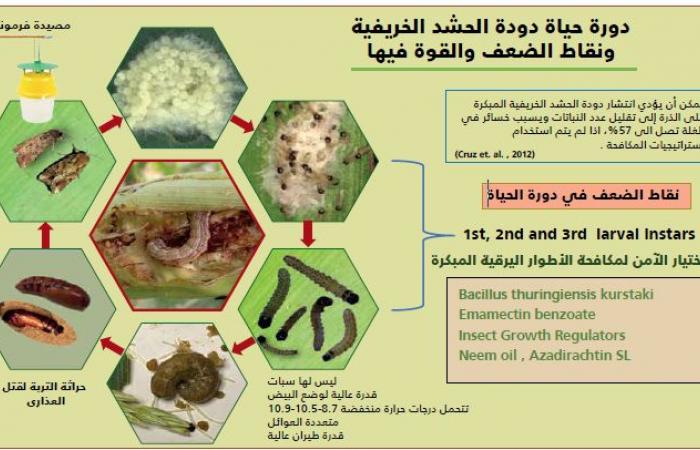 دودة الحشد الخريفية تهدد الأمن الغذائي ومعركة عالمية لمواجهة الخر القادم