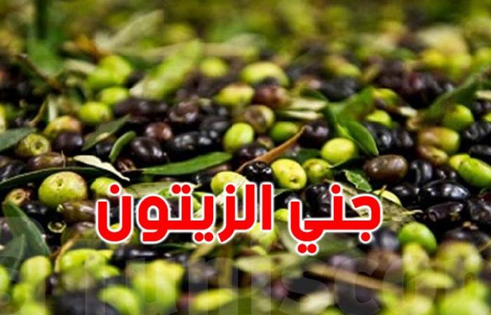 سليانة: تقدم موسم جني الزيتون بنسبة 31 بالمائة