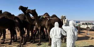 وقاء نجران يشارك في مهرجان مزاد الإبل