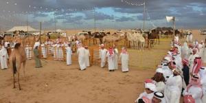 مُلّاك الإبل والمهتمون: مزاد نجران للإبل يُعزز الموروث الثقافي