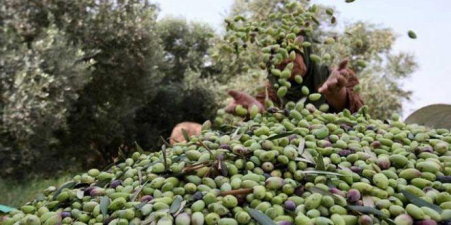 سليانة: جلسة عمل للنظر في حسن الاستعداد للموسم وإنتاج موسم الزيتون وسبل التصدي للأفات الزراعية