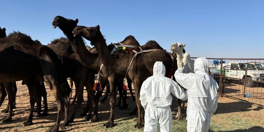 وقاء نجران يشارك في مهرجان مزاد الإبل