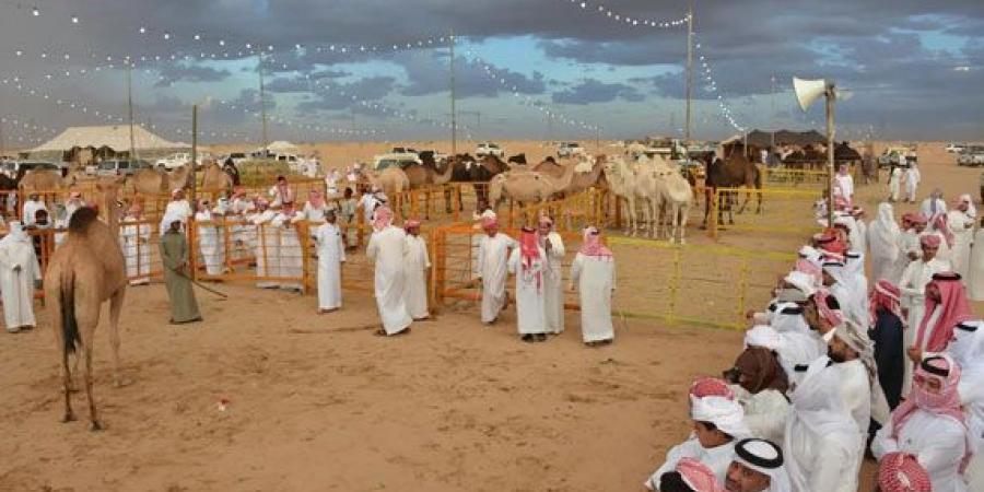 مُلّاك الإبل والمهتمون: مزاد نجران للإبل يُعزز الموروث الثقافي