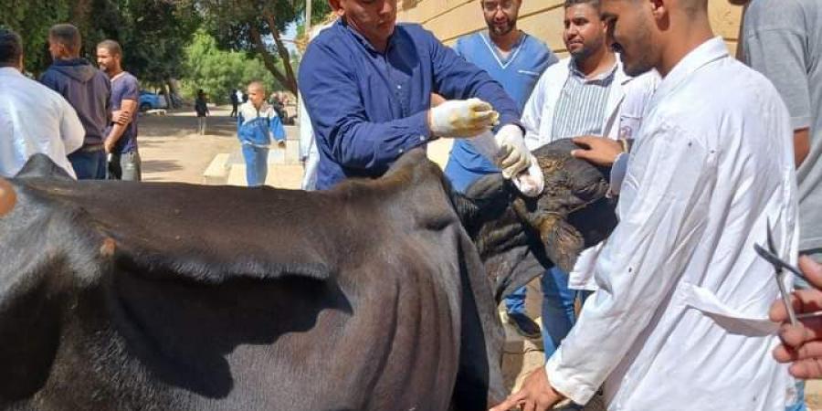 جامعة سوهاج تواصل إطلاق قوافلها البيطرية المجانية لقرية سفلاق