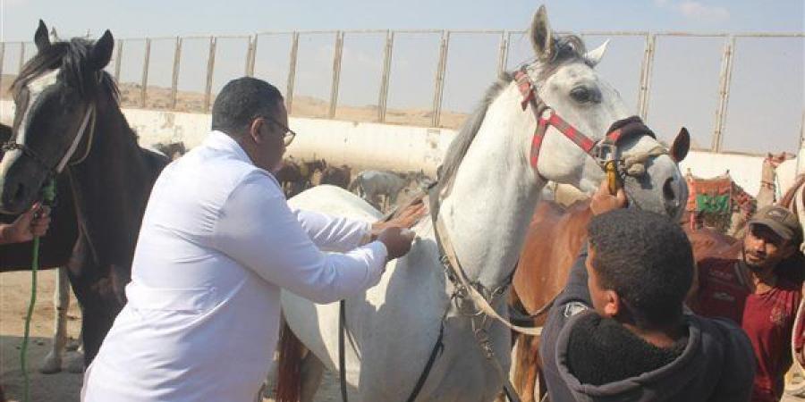 الزراعة: علاج وفحص 1800 حيوان مجانًا بمنطقة نزلة السمان بالهرم