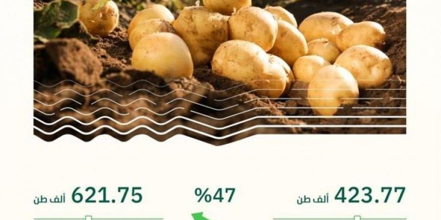 "البيئة": إنتاج البطاطس يقفز 47% خلال عامين.. بلغ 621 ألف طن في 2023م