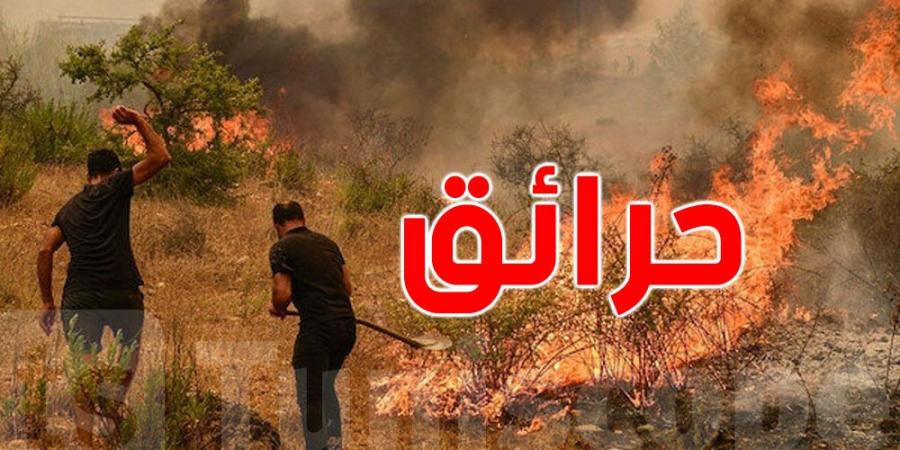 تونس : حرائق الغابات تتراجع في صائفة 2024